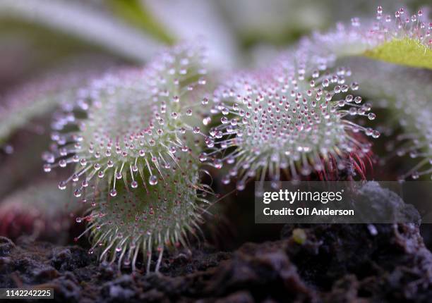 carnovorous plant - endangered species stock pictures, royalty-free photos & images