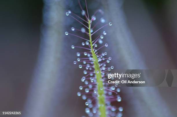 carnovorous plant - endangered species stock pictures, royalty-free photos & images