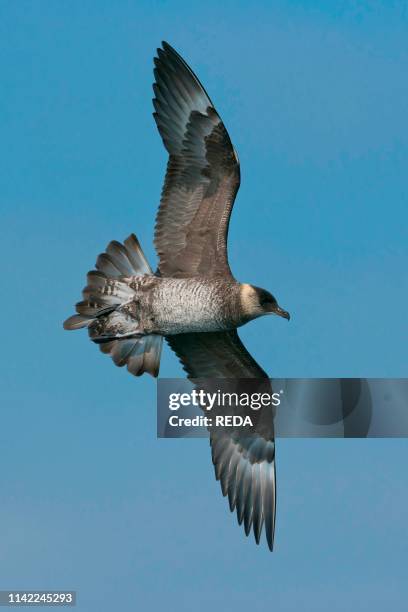 Pomarine Skua Photos And Premium High Res Pictures Getty Images pomarine-skua-photos-and-premium-high-res-pictures-getty-images