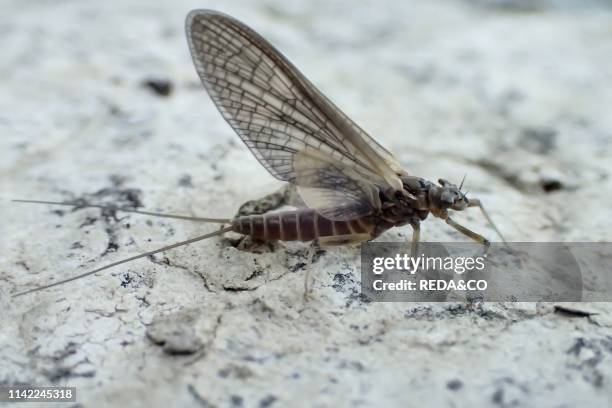 Aquatic macroinvertebrate. Adige river. Vallagarina. Trentino. Italy. Europe.