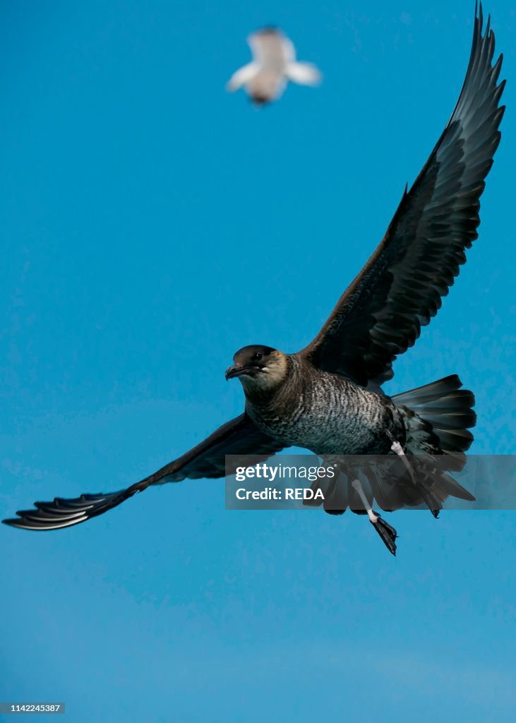 Pomarine Skua (Stercorarius pomarinus) in fly. Tyrrenian sea. Corsica. France. Europe