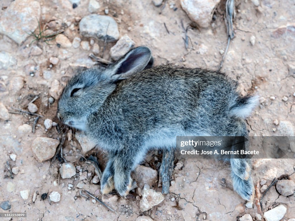 Young animal, dead rabbit in the field.