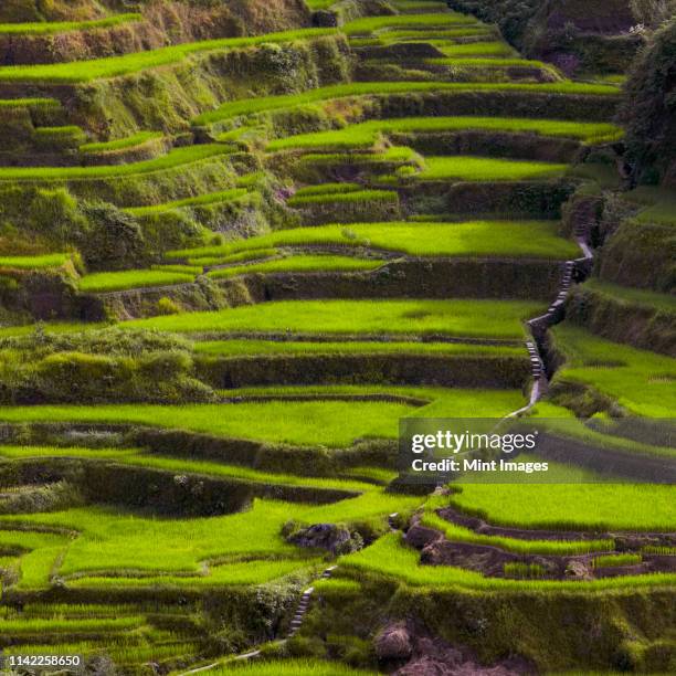 1,021 Banaue Rice Terraces Stock Photos, High-Res Pictures, and Images