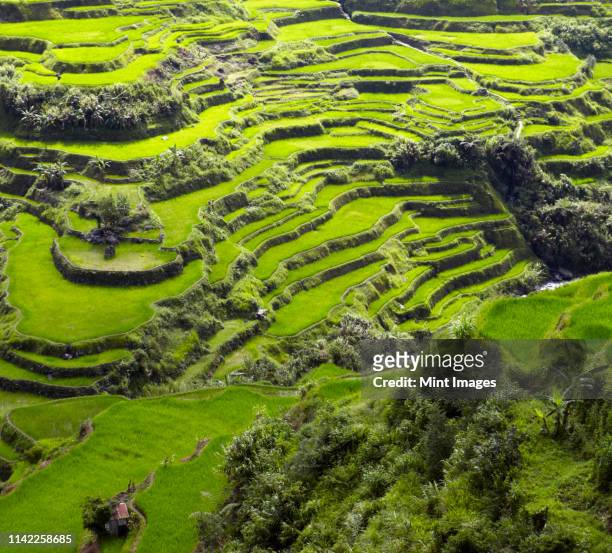 aerial view of terraced paddy fields, banaue, infugao province, philippines - ifugao province stock pictures, royalty-free photos & images