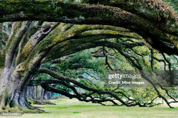 old growth trees - force de la nature stockfoto's en -beelden