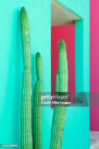 cacti plants next to a colorful wall - mexico color stock pictures, royalty-free photos & images