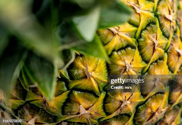 pineapple - ananas stockfoto's en -beelden