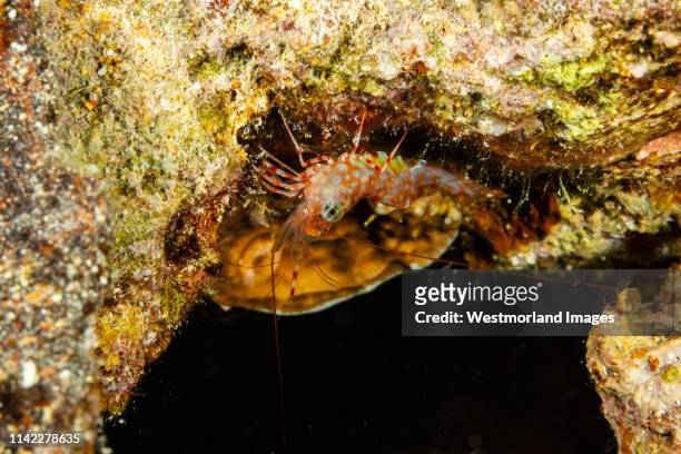 night shrimp (rhynchocinetes sp)  red sea, egypt - red night shrimp stock pictures, royalty-free photos & images
