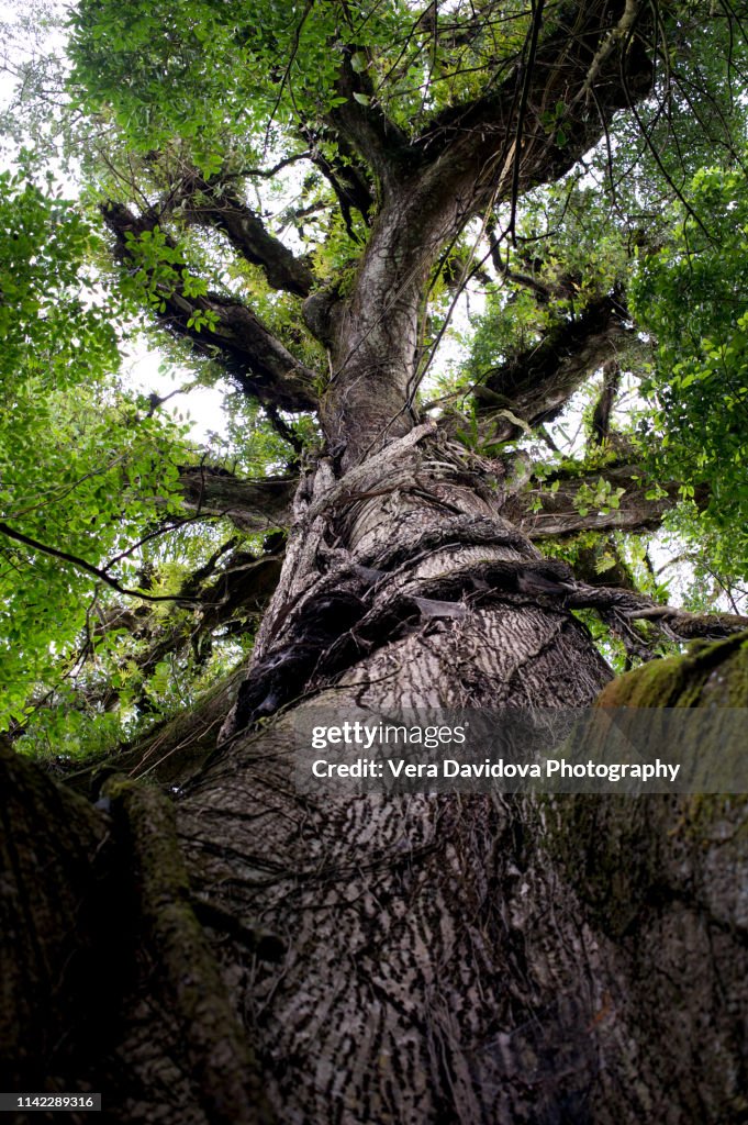 Ceiba Tree In Arenal National Park Costa Rica StockFoto Getty Images