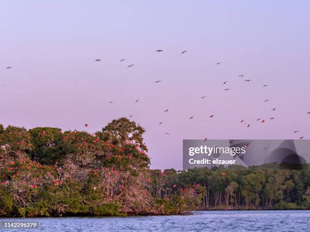 scarlett ibis flock flying in brazil - ibis stock-fotos und bilder