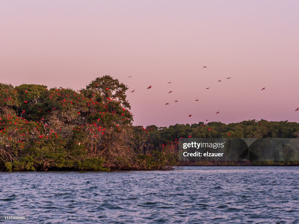 Scarlett Ibis Flock Flying in Brazil