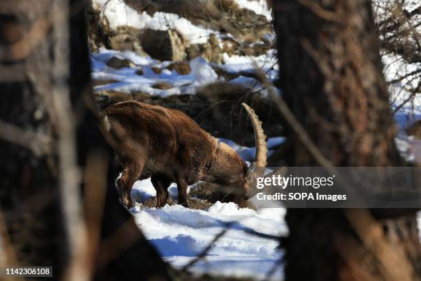 Alpine ibex seen relaxing in the mountains.