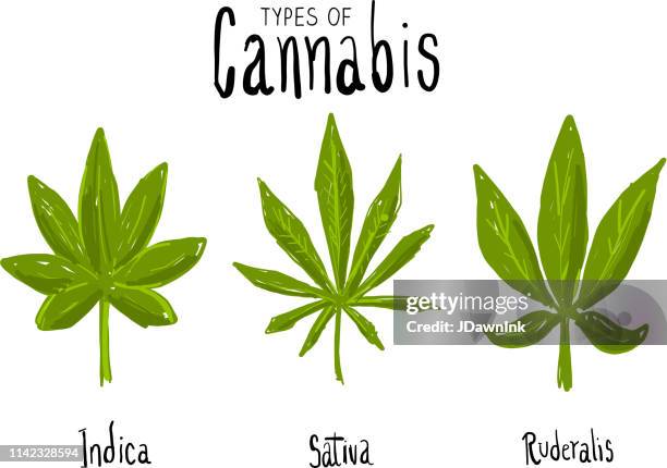ilustrações de stock, clip art, desenhos animados e ícones de types of cannabis marijuana leaves icon set with text - marijuana leaf text symbol