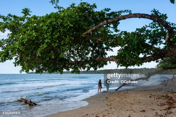 couple walking under a tree on the beach. - ogphoto and costa rica stock pictures, royalty-free photos & images