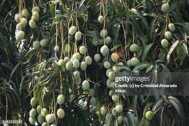 hanging mangoes (mangifera indica) - mango tree stock-fotos und bilder