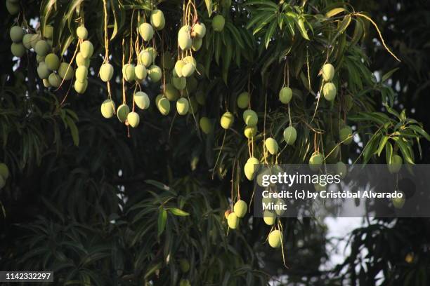 hanging mangoes (mangifera indica) - mango tree stock-fotos und bilder