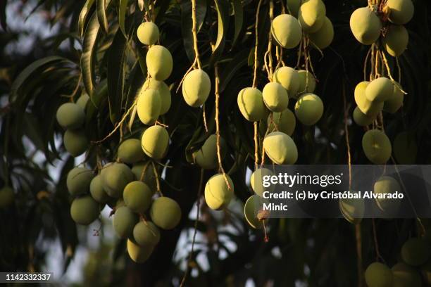 hanging mangoes (mangifera indica) - mango tree ストックフォトと画像