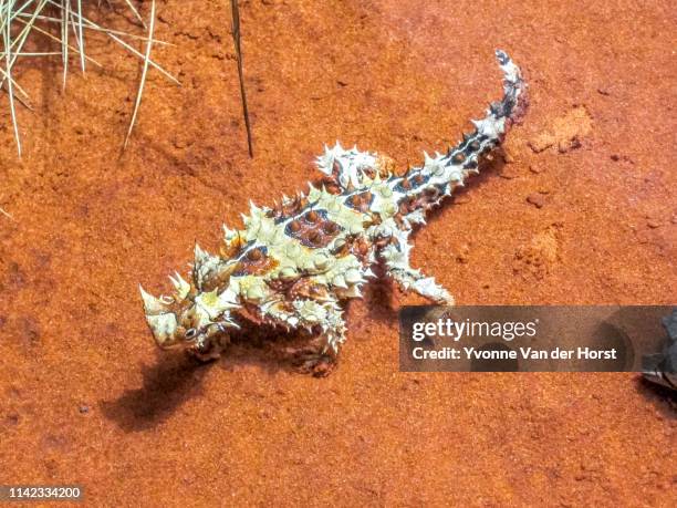 thorny devil near alice springs , nt , australia - diabo espinhoso imagens e fotografias de stock