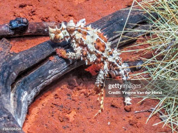 thorny devil near alice springs , nt , australia - diabo espinhoso imagens e fotografias de stock