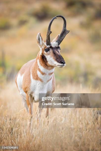 ynp pronghorn - pronghorn stock pictures, royalty-free photos & images