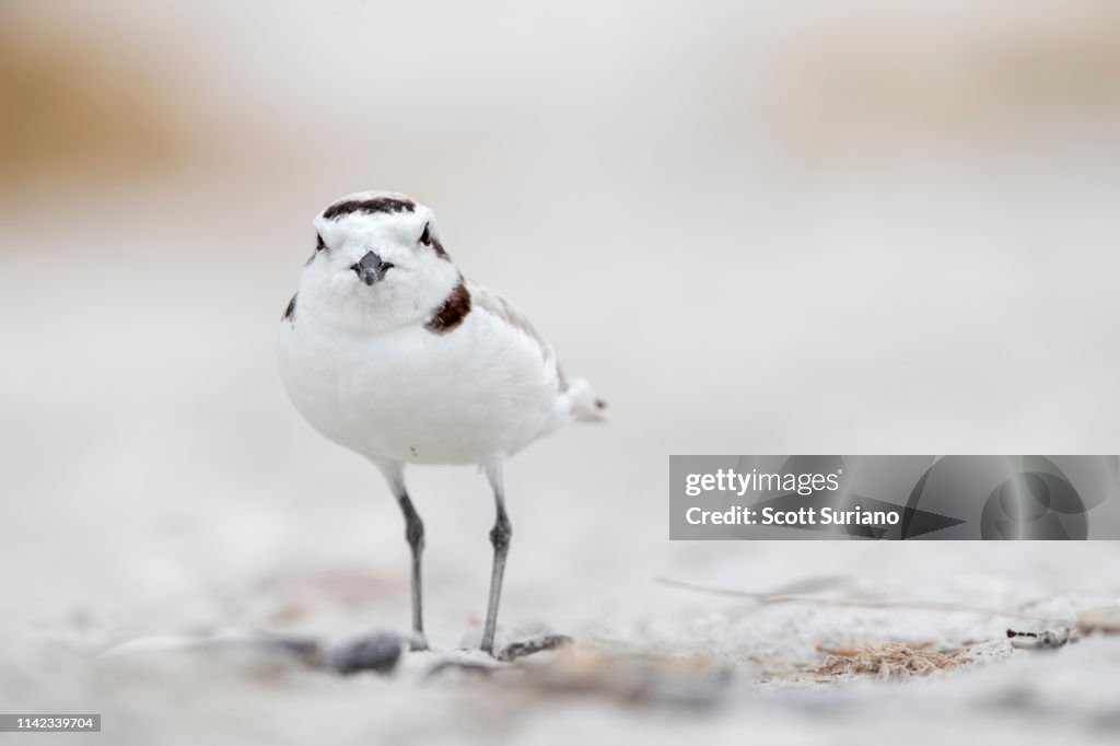 Snowy Plover Peep