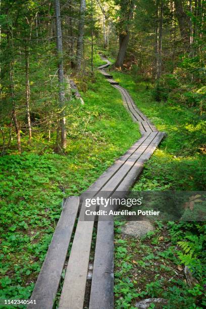 parc national de la gaspésie, hiking trail in the forest - parc national de la gaspésie stock pictures, royalty-free photos & images