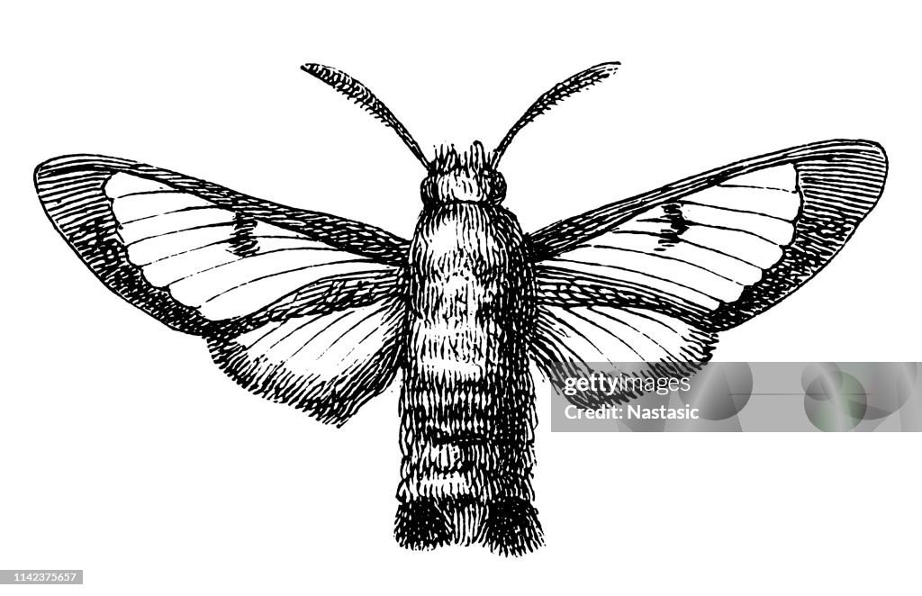 Hummel enthusiasts moth