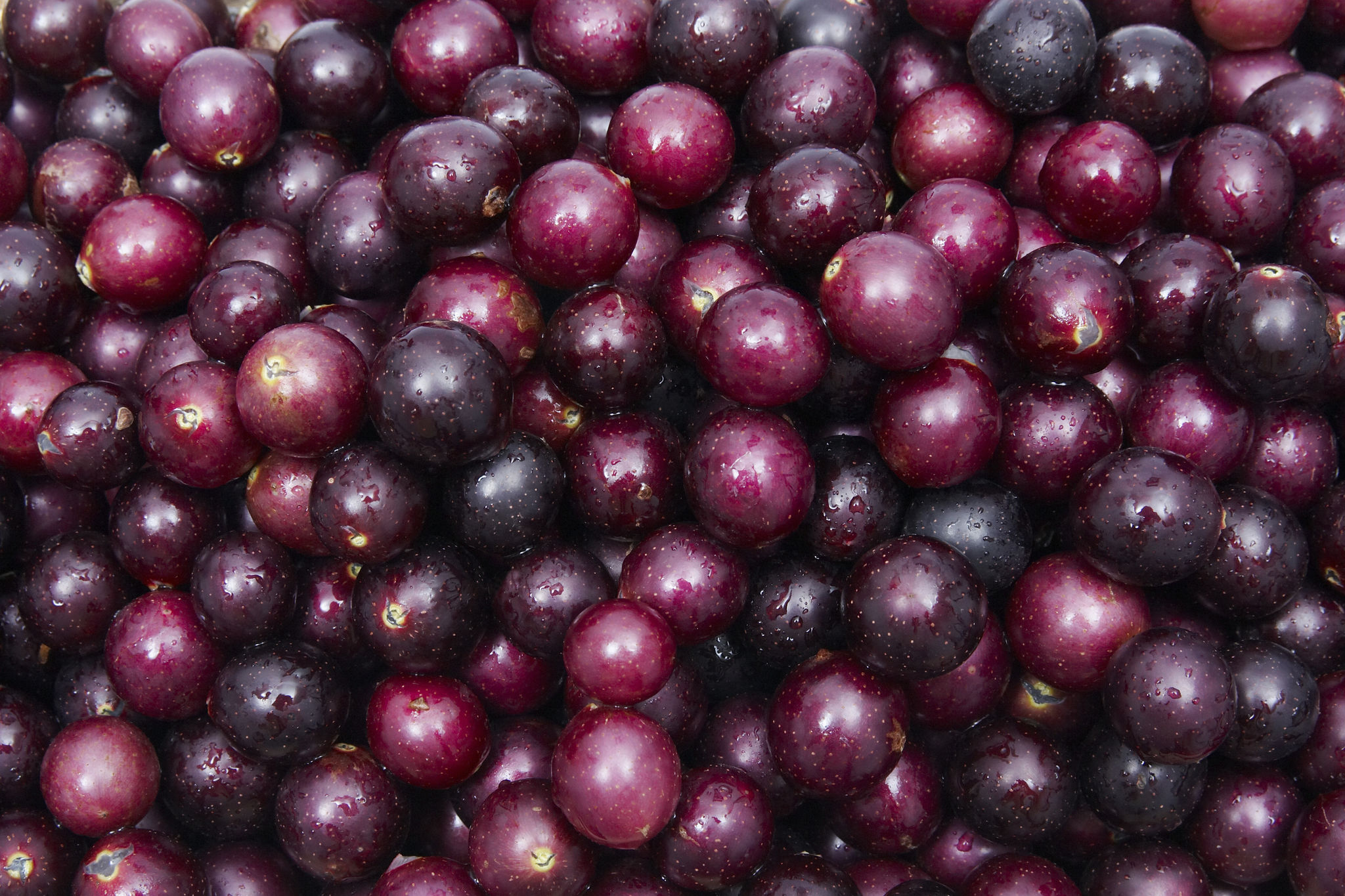 muscadine grapes
