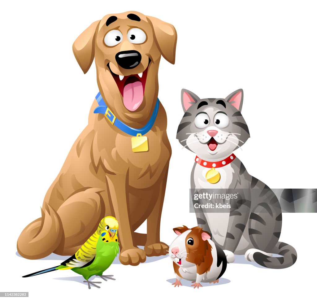 Gato, perro, Budgie y conejillo de Indias