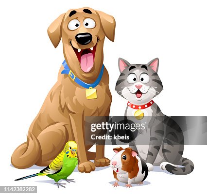 Kat, hond, Budgie en cavia Kat, hond, Budgie en cavia
