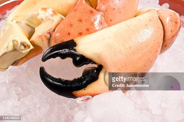 jumbo stone crab claws - florida stone crab stockfoto's en -beelden