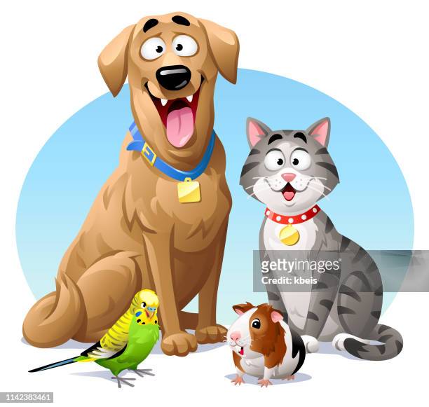 pets- cat, dog, budgie and guinea pig - guinea pig vector stock illustrations