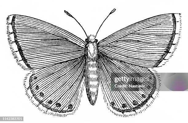 ilustrações de stock, clip art, desenhos animados e ícones de brown argus (aricia agestis) - moth