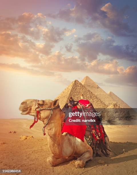 camello egipcio y las pirámides de giza - camello dromedario fotografías e imágenes de stock