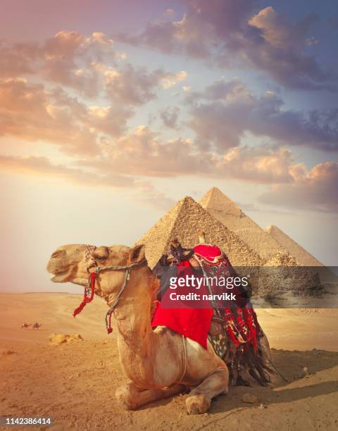 egyptisk kamel och pyramiderna i giza - dromedary camel bildbanksfoton och bilder