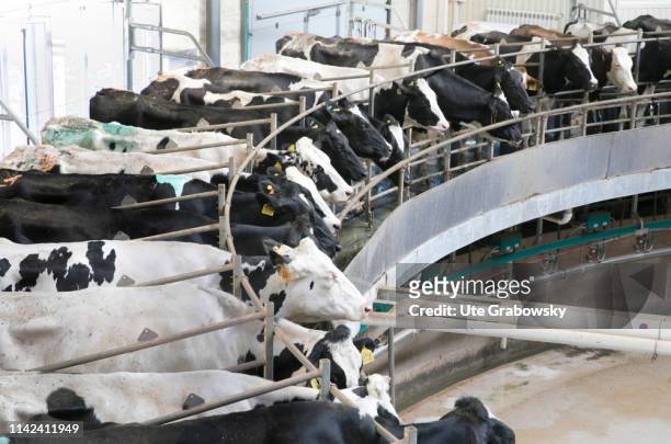 Verkhniy Ikorets, Russia Cows in a milking parlour on a large farm. The cows are milked by milking machine twice a day on April 24, 2019 in Verkhniy...