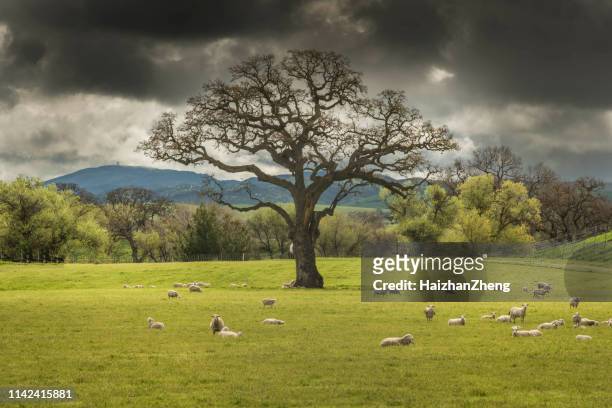 un gregge di pecore che pascolano sotto un albero solitario - lonely sheep foto e immagini stock