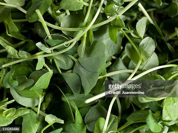 watercress background - watercress stock pictures, royalty-free photos & images