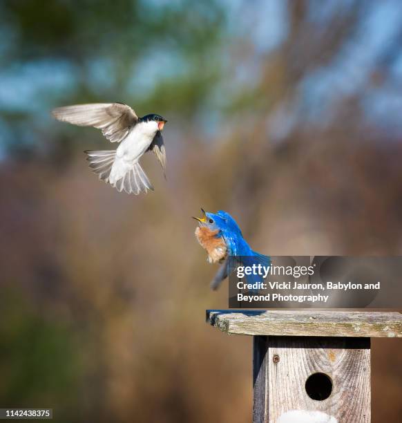 bluebird and tree swallow in mid-air battle at exton park, pennsylvania - animals fighting stock pictures, royalty-free photos & images