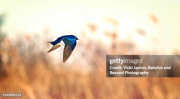 tree swallow in flight against golden grass at jones beach, long island - swallow bird 個照片及圖片檔