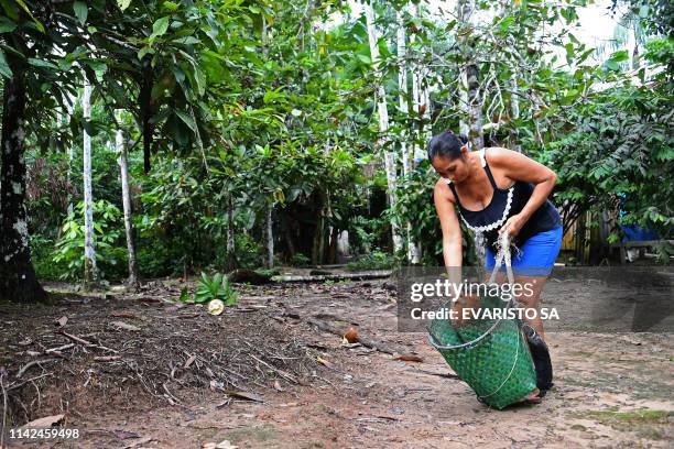 Brazilian Filomena Freitas reaps cupuacu tree fruits at the Boa Esperanca community in the Amana Sustainable Development Reserve, Amazonas State,...