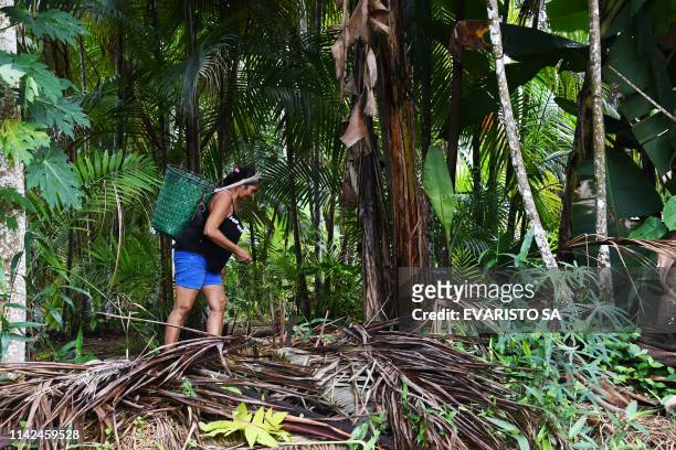 Brazilian Filomena Freitas reaps cupuacu tree fruits at the Boa Esperanca community in the Amana Sustainable Development Reserve, Amazonas State,...