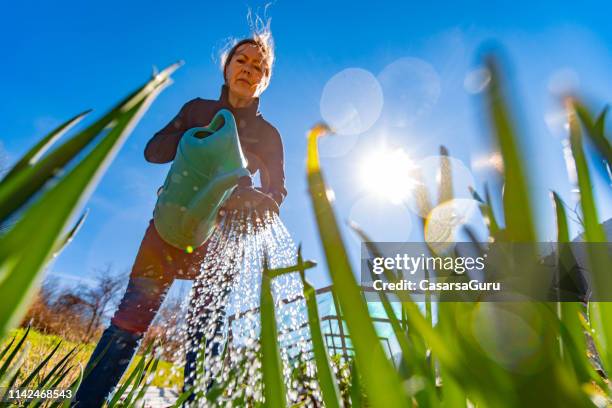 femme mature arrosez l’oignon gallois dans son potager - ciboule photos et images de collection