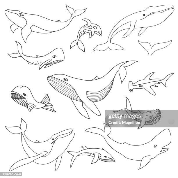 whale doodle set - humpback whale stock-grafiken, -clipart, -cartoons und -symbole