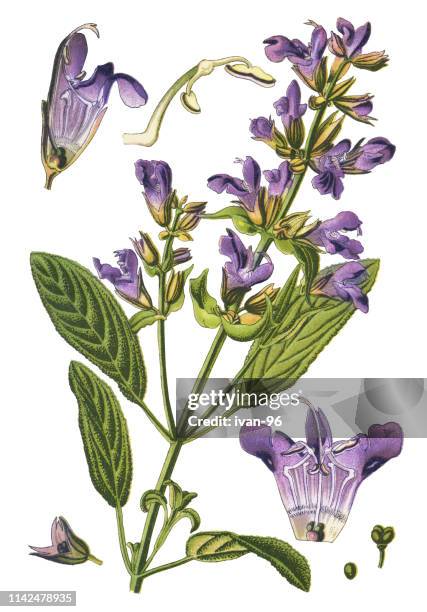 bildbanksillustrationer, clip art samt tecknat material och ikoner med salvia, även kallad trädgård salvia, vanliga salvia, kulinariska salvia - botany