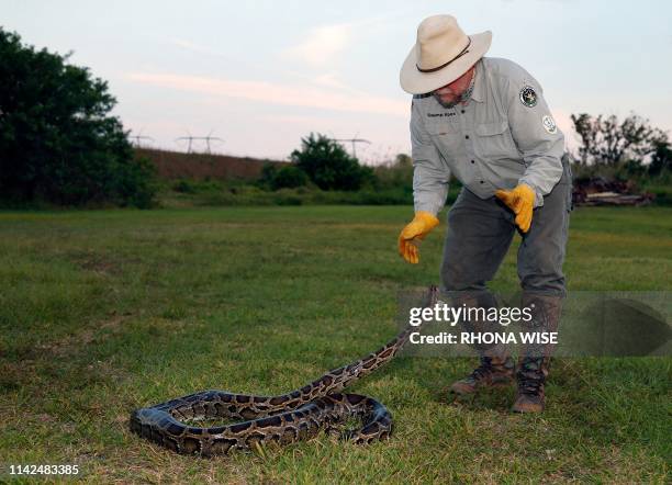 Tom Rahill, founder of Swamp Apes, handles a Burmese python at Everglades Holiday Park in Fort Lauderdale, Florida on April 25, 2019. - Along with...