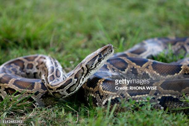 Burmese python sits in the grass at Everglades Holiday Park in Fort Lauderdale, Florida on April 25, 2019. - Along with the venomous lionfish, the...