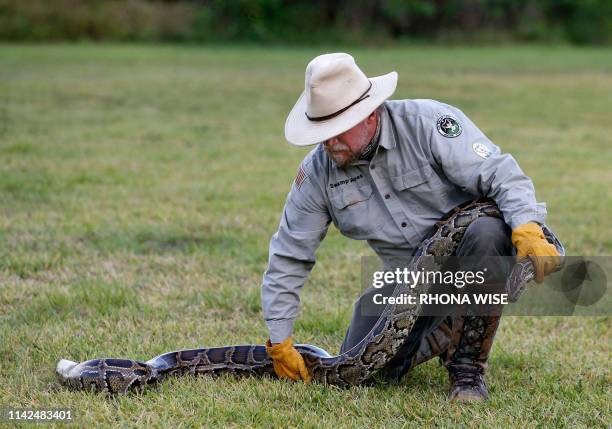 Tom Rahill, founder of Swamp Apes, handles a Burmese python at Everglades Holiday Park in Fort Lauderdale, Florida on April 25, 2019. - Along with...