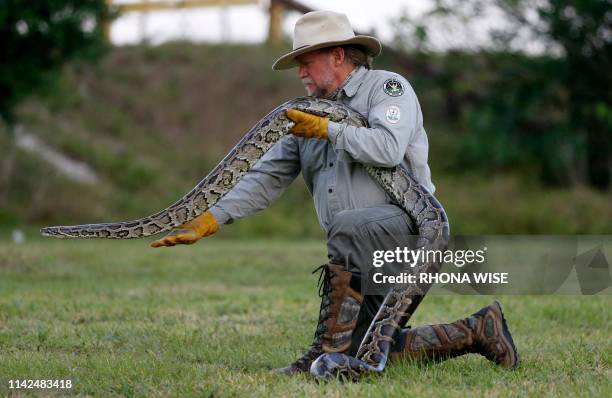Tom Rahill, founder of Swamp Apes, handles a female Burmese python at the Everglades Holiday Park in Fort Lauderdale, Florida on April 25, 2019. -...