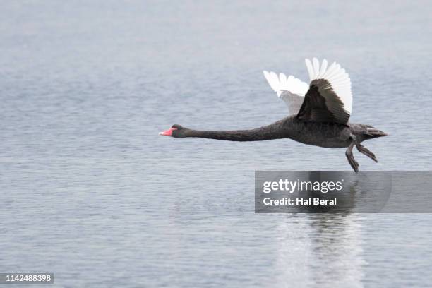 black swan taking off - black swans stock pictures, royalty-free photos & images